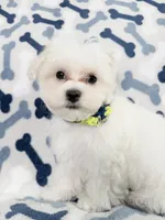 Murphy, a male Maltese for sale in Miami, FL – 6 of 7