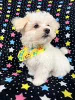 Bingo, a male Maltese for sale in Miami, FL – 3 of 7