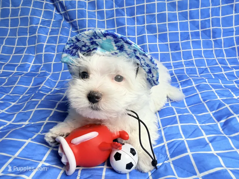 Polo – Maltese puppy for sale in Miami, FL