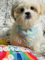 Gouda, a male Shih Tzu for sale in Miami, FL – Photo 4 of 7