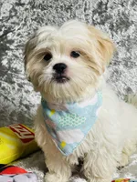 Gouda, a male Shih Tzu for sale in Miami, FL – Photo 3 of 7