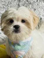 Gouda, a male Shih Tzu for sale in Miami, FL – Photo 2 of 7