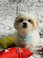 Gouda, a male Shih Tzu for sale in Miami, FL – Photo 6 of 7