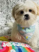 Gouda, a male Shih Tzu for sale in Miami, FL – Photo 5 of 7