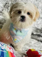 Gouda, a male Shih Tzu for sale in Miami, FL – Photo 7 of 7