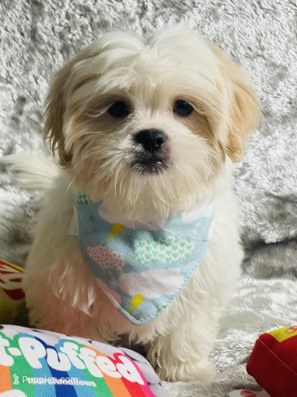 Gouda – Shih Tzu puppy for sale in Miami, FL