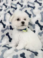 Murphy, a male Maltese for sale in Miami, FL – 5 of 7