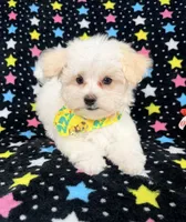 Bingo, a male Maltese for sale in Miami, FL – 6 of 7