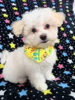 Bingo, a male Maltese for sale in Miami, FL – 5 of 7