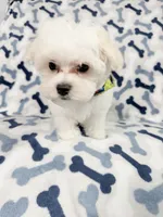 Murphy, a male Maltese for sale in Miami, FL – 3 of 7