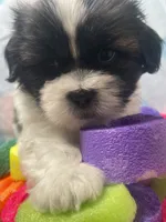 Nick, a male Shih Tzu for sale in Miami, FL – Photo 7 of 8