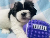 Nick, a male Shih Tzu for sale in Miami, FL – Photo 4 of 8