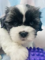 Nick, a male Shih Tzu for sale in Miami, FL – Photo 5 of 8