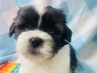 Nick, a male Shih Tzu for sale in Miami, FL – Photo 6 of 8