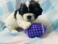 Nick, a male Shih Tzu for sale in Miami, FL – Photo 1 of 8