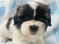 Nick, a male Shih Tzu for sale in Miami, FL – Photo 8 of 8