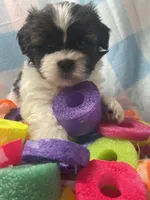 Nick, a male Shih Tzu for sale in Miami, FL – Photo 3 of 8
