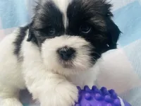 Nick, a male Shih Tzu for sale in Miami, FL – Photo 2 of 8