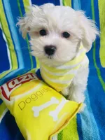 Lukas, a male Maltese for sale in Miami, FL – Photo 2 of 6