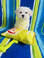 Lukas, a male Maltese for sale in Miami, FL – Photo 6 of 6