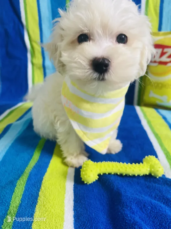 Lukas – Maltese puppy for sale in Miami, FL