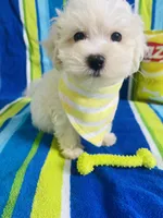 Lukas, a male Maltese for sale in Miami, FL – Photo 1 of 6