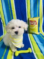 Lukas, a male Maltese for sale in Miami, FL – Photo 3 of 6