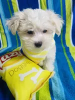 Lukas, a male Maltese for sale in Miami, FL – Photo 5 of 6