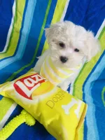 Lukas, a male Maltese for sale in Miami, FL – Photo 4 of 6