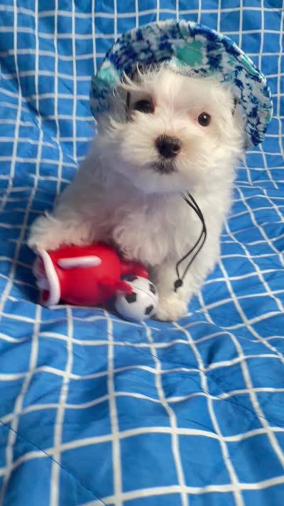 Polo, a male Maltese for sale in Miami, FL – 4 of 4