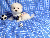 Marco, a male Maltese for sale in Miami, FL – 5 of 6