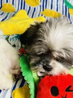 Ricky, a male Shih Tzu for sale in Miami, FL – Photo 3 of 8