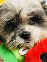 Ricky, a male Shih Tzu for sale in Miami, FL – Photo 7 of 8