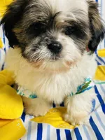 Ricky, a male Shih Tzu for sale in Miami, FL – Photo 8 of 8