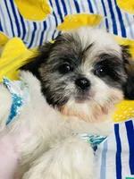 Ricky, a male Shih Tzu for sale in Miami, FL – Photo 2 of 8