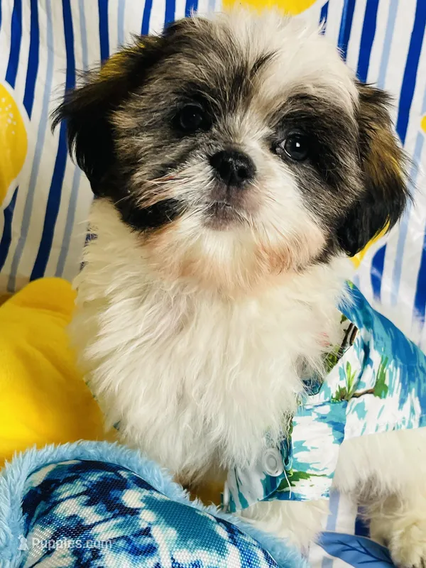 Ricky – Shih Tzu puppy for sale in Miami, FL