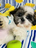 Ricky, a male Shih Tzu for sale in Miami, FL – Photo 5 of 8
