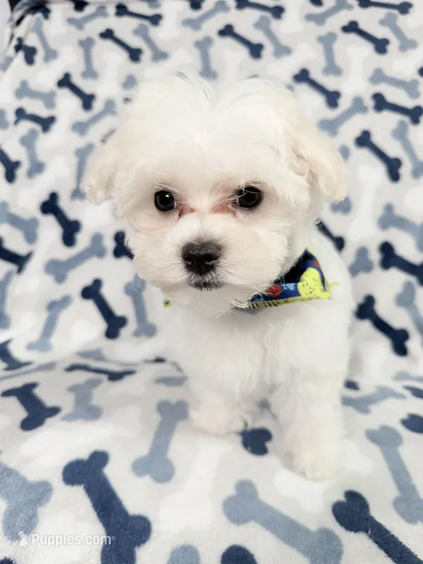 Murphy – Maltese puppy for sale in Miami, FL