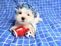 Polo, a male Maltese for sale in Miami, FL – 2 of 4