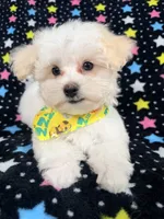 Bingo, a male Maltese for sale in Miami, FL – 7 of 7