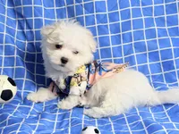 Marco, a male Maltese for sale in Miami, FL – 2 of 6