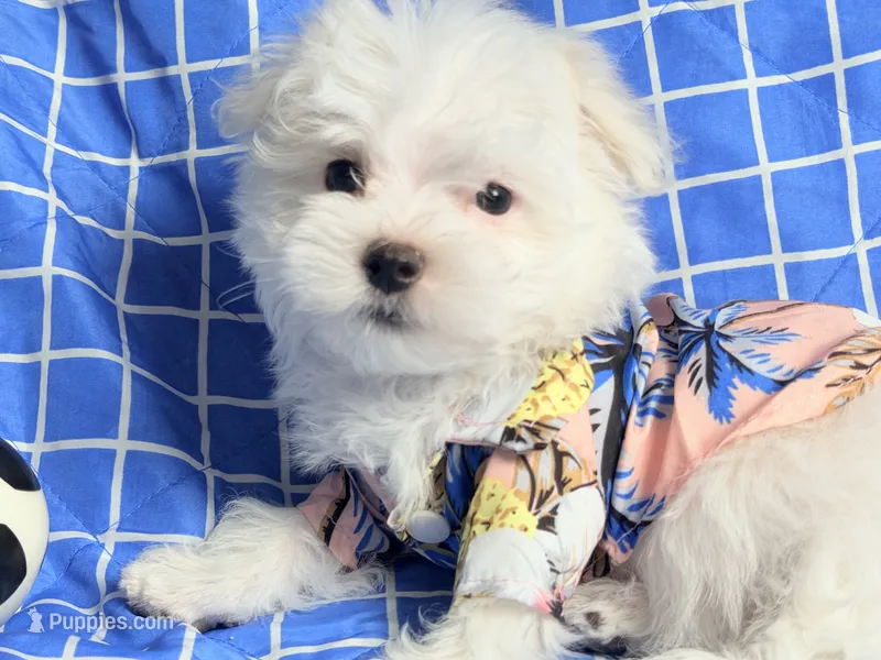 Marco – Maltese puppy for sale in Miami, FL