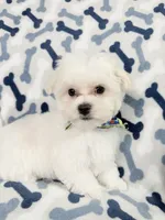 Murphy, a male Maltese for sale in Miami, FL – 2 of 7