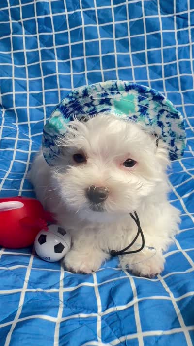 Marco, a male Maltese for sale in Miami, FL – 6 of 6