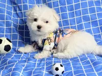 Marco, a male Maltese for sale in Miami, FL – 3 of 6
