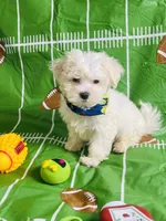 Poncho, a male Maltese for sale in Miami, FL – Photo 4 of 7