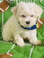 Poncho, a male Maltese for sale in Miami, FL – Photo 3 of 7