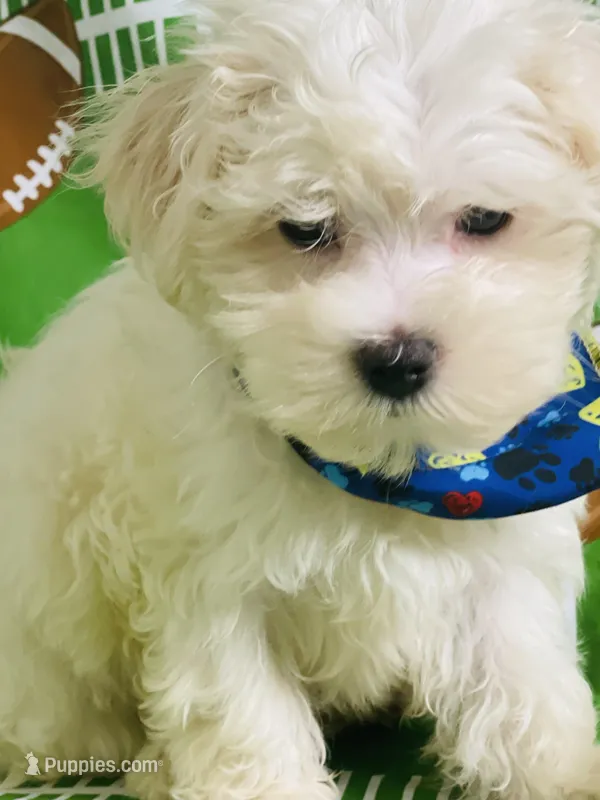 Poncho – Maltese puppy for sale in Miami, FL
