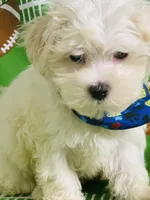 Poncho, a male Maltese for sale in Miami, FL – Photo 1 of 7