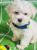 Poncho, a male Maltese for sale in Miami, FL – Photo 2 of 7